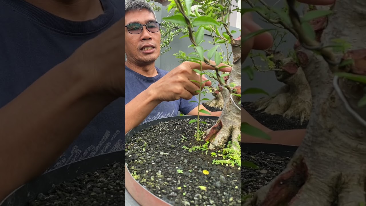 Manfaatkan tunas anting putri #bonsai #antingputri