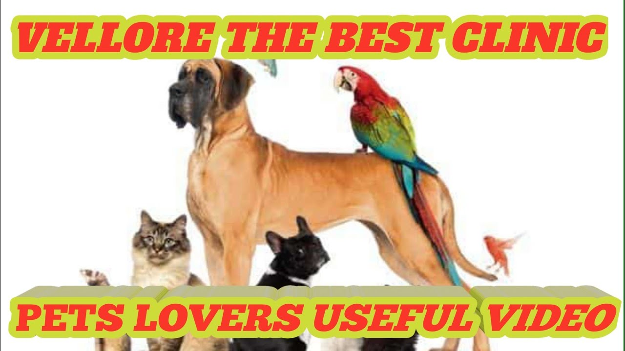 #VELLORE #LAIKAS#PET#CLINIC@NAMMAOORUVELLORE