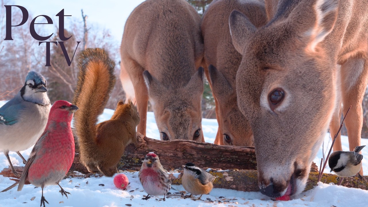 Dog TV • Cat TV - Wildlife Up-Close 🦌 8 Hours of Peaceful Deer and Birds in the Meadow