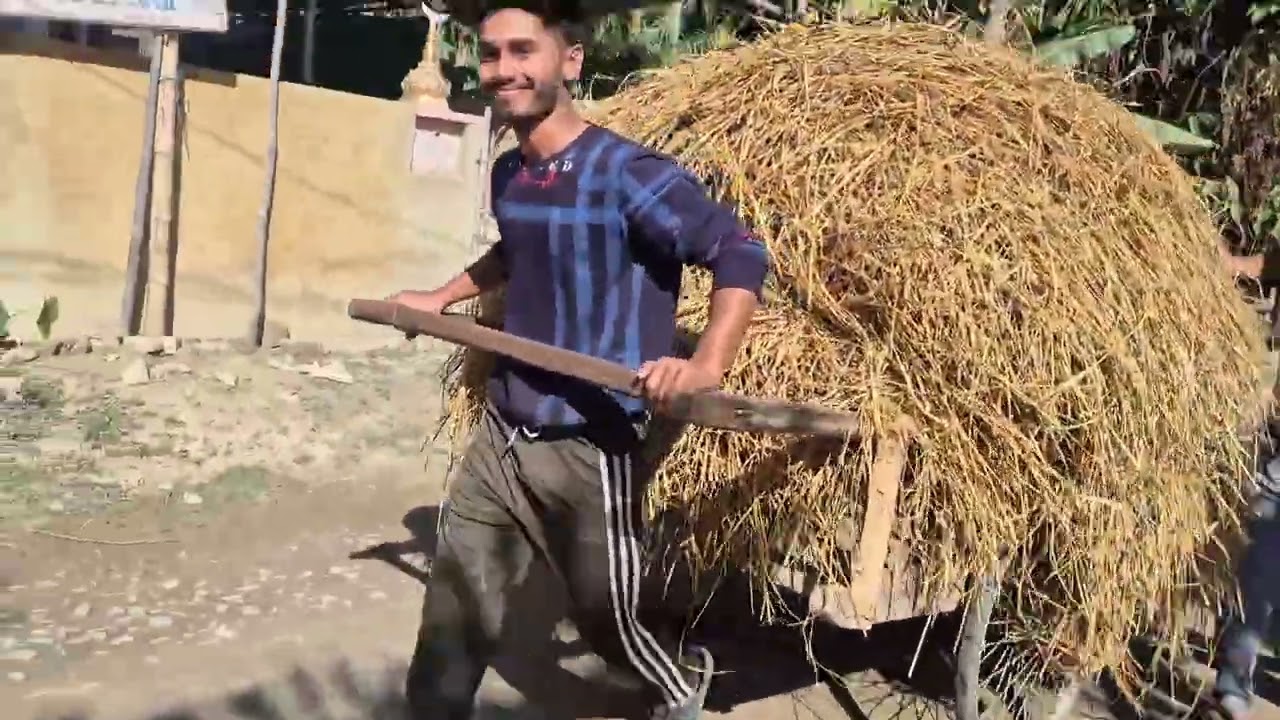 365 Days Challenge Day - 1 | गाय के लिए आज पूरे साल के लिए चारा जमा किया | #shorts