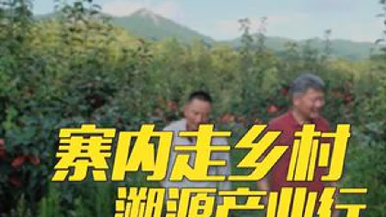 果子园里的果子熟了，品质好到没得说，欢迎大家来品尝采摘，更欢迎更多人助力销售！（下） #我来自金寨