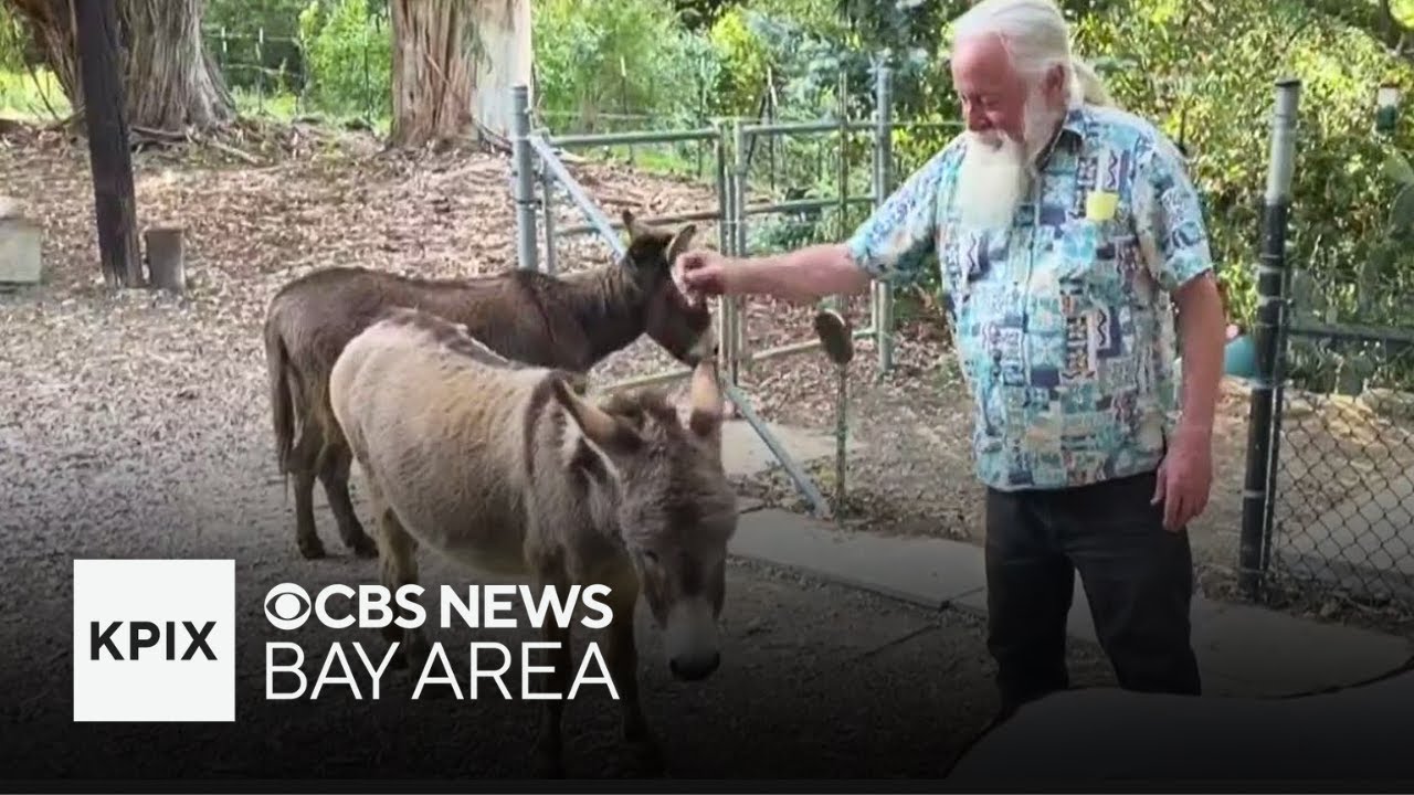 Palo Alto helping pay medical bills for Perry, inspiration for donkey in 'Shrek'