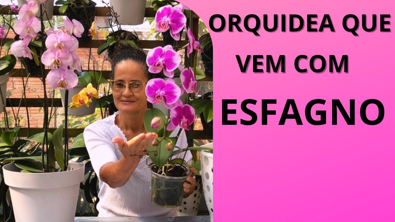 Devo tirar o substrato assim que compro uma orquídea phalaenopsis?