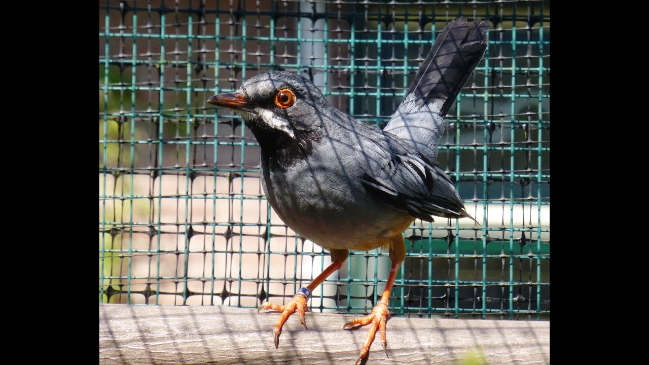 Roodpootlijster. Turdus plumbeus singing