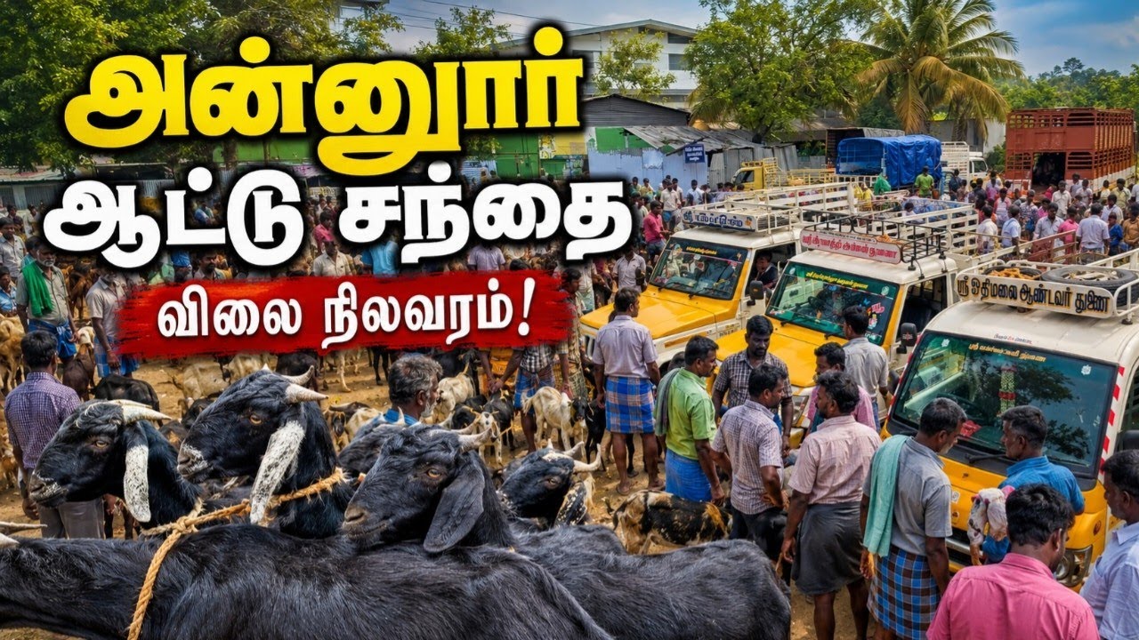 அன்னூர் ஆட்டு சந்தை | Annur aatu santhai