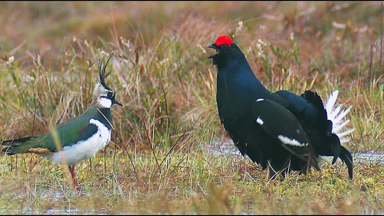 Тетерев, чибис, ястреб. Только самцы. Black grouse, Northern lapwing and Eurasian sparrowhawk