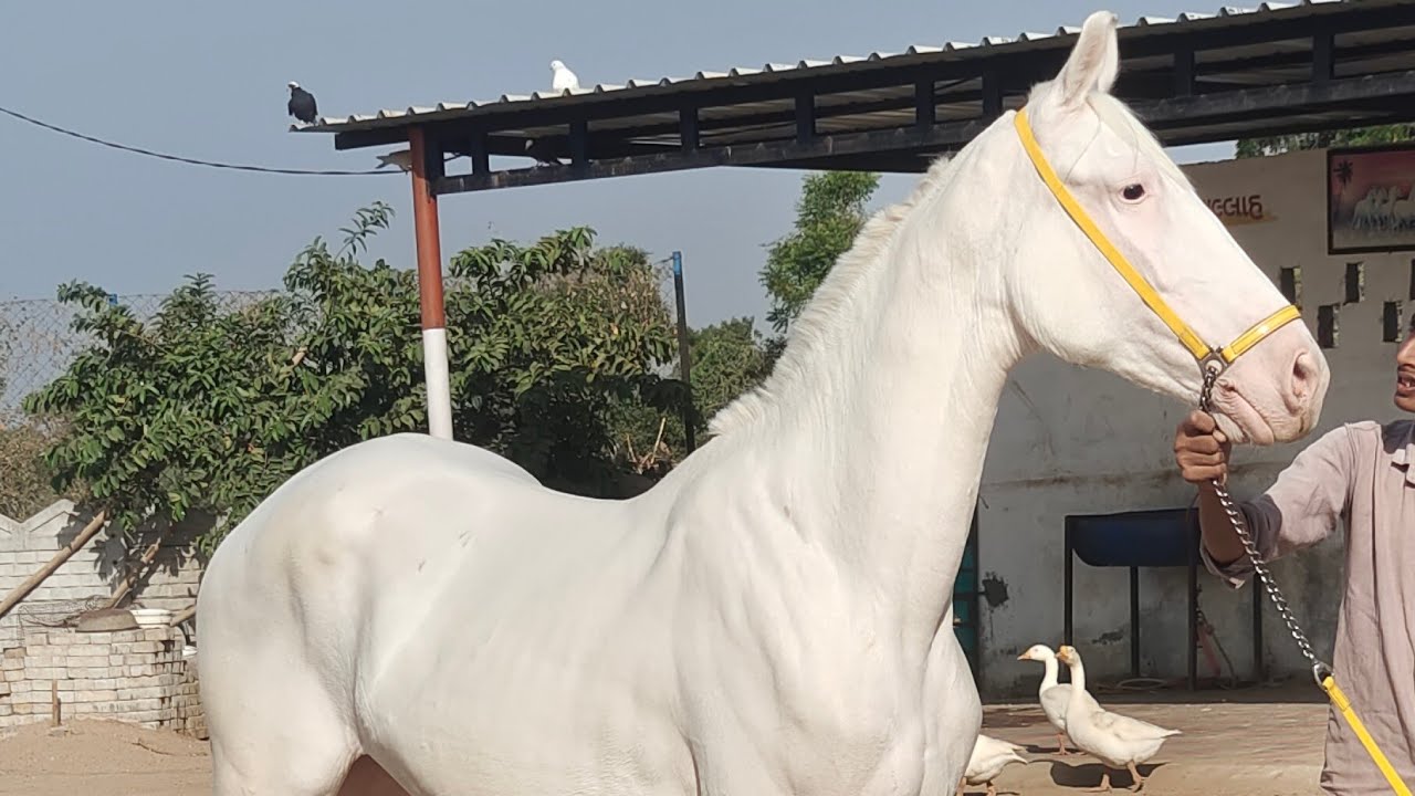 Rupal stud farm Naukri सफेद बेदाग जिया घोड़ी नाच काम में फेमस for sell mo9724588670 mo8849146447
