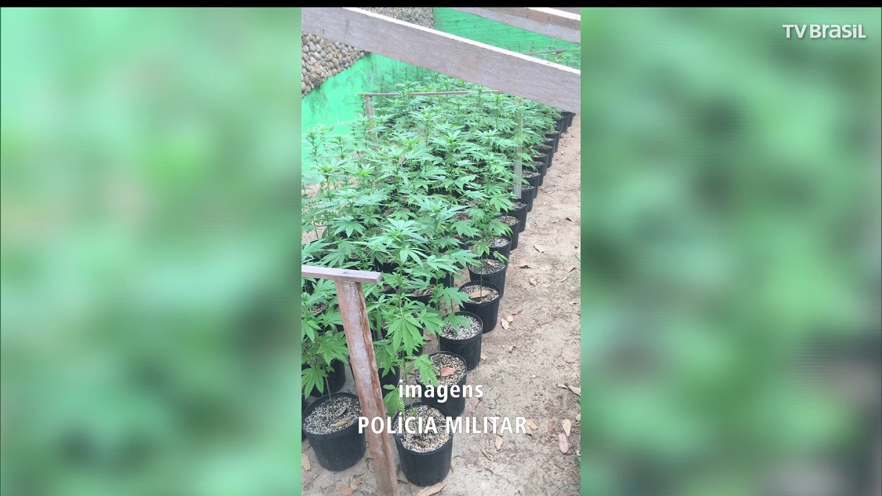 PM encontra mais de 600 p&eacute;s de maconha em casa de Rio das Ostras