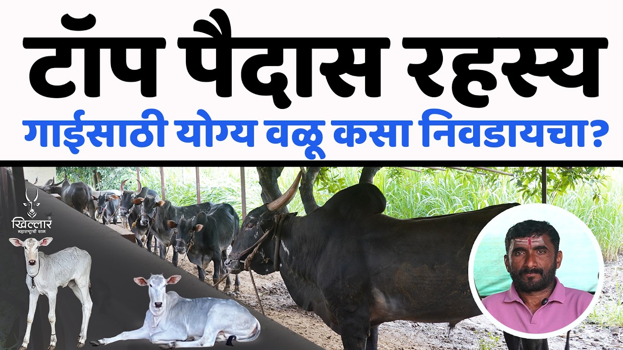 गाईला वळू निवडणे इतकं सोपं नाही! जाणून घ्या खरी पद्धत - भाग 3 | खिल्लार कट्टा 2026