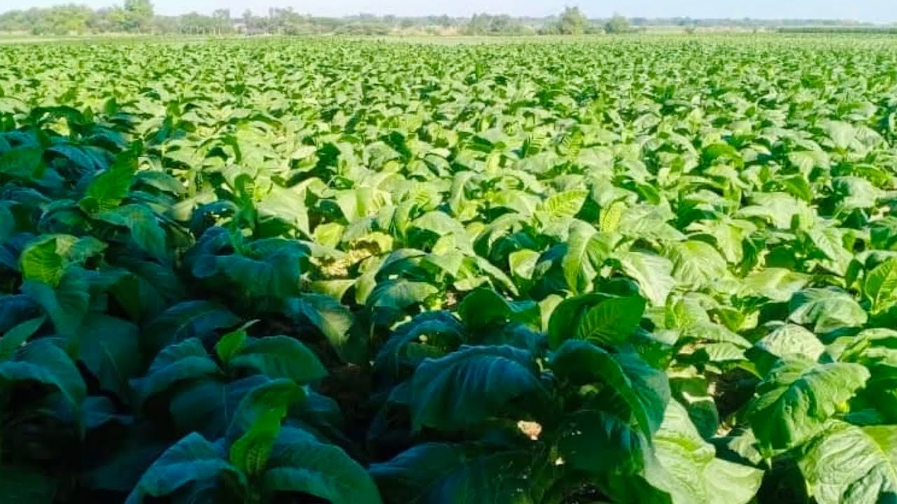 Tobacco | Tabako  #shorts