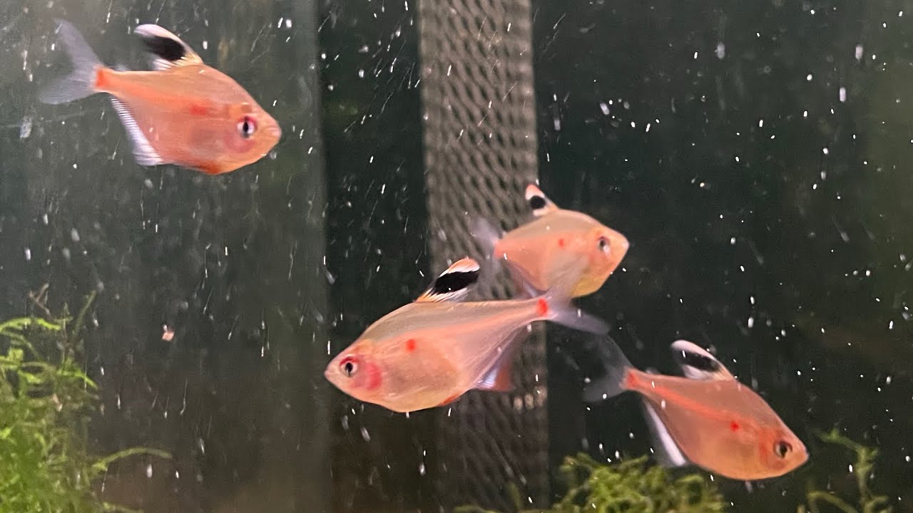 Hyphessobrycon socolofi              (Lesser Bleeding Heart Tetra)
