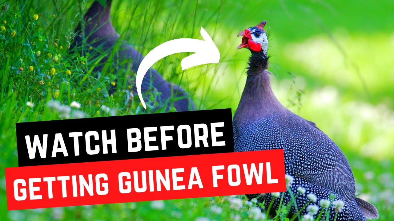Reasons to NOT Add Guinea Fowl to Your Backyard Homestead - Cons of Raising Guinea Fowl