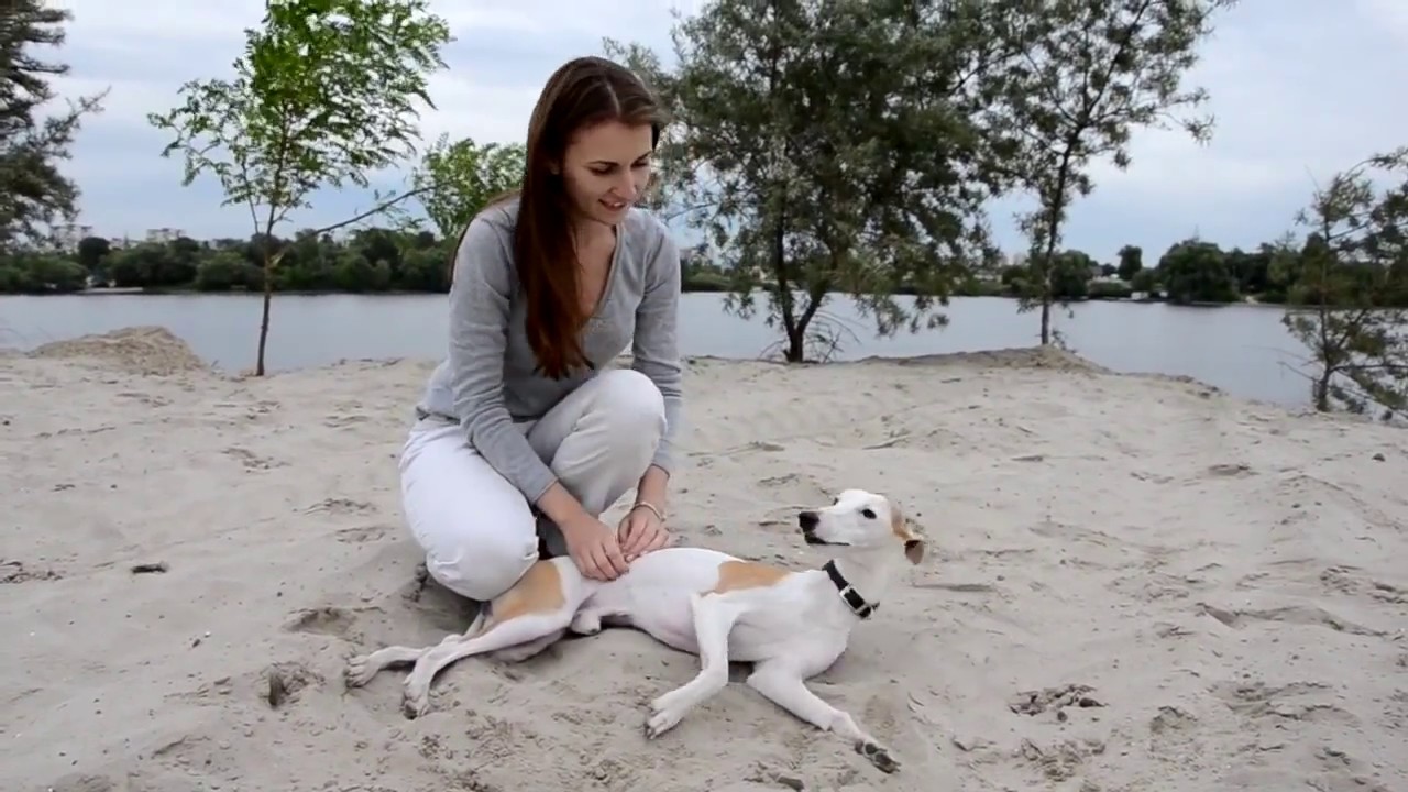 Уиппет Крис. Whippet Chris.