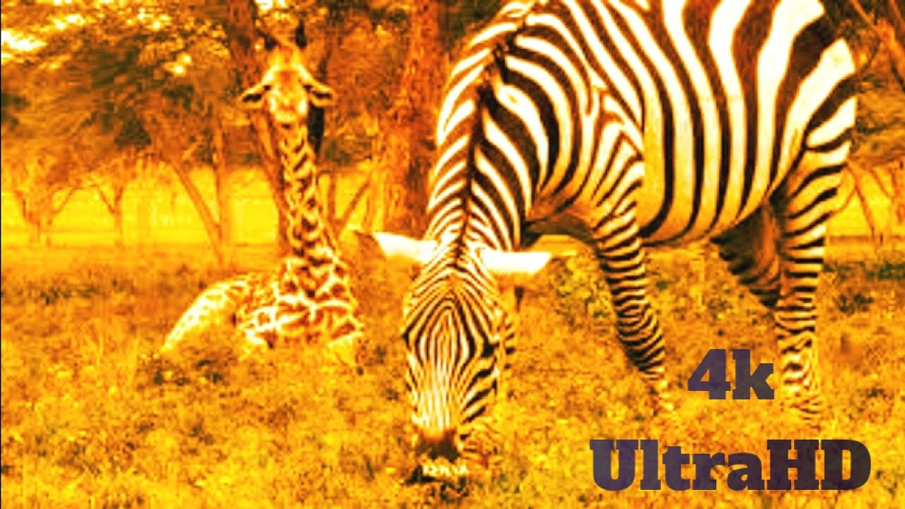 4K VIDEO (UTRAHD) AFRICAN WILDLIFE FASCINATING BEAUTY