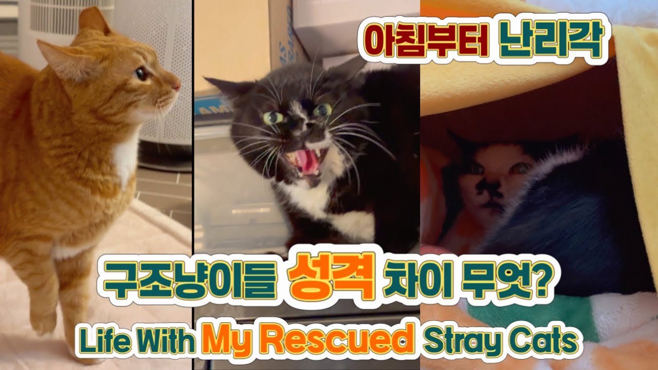 [달달메치] 겁쟁이 이로 vs 성격파탄 스까 vs 은둔 단감 | 구조냥이들의 아침_ The Morning Routine of My Rescue Cats