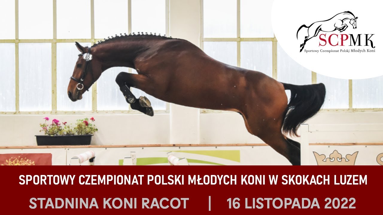 LIVE 🔴 Sportowy Czempionat Polski Młodych Koni - SKOKI LUZEM - 2 latki | RACOT | 16.11.2022