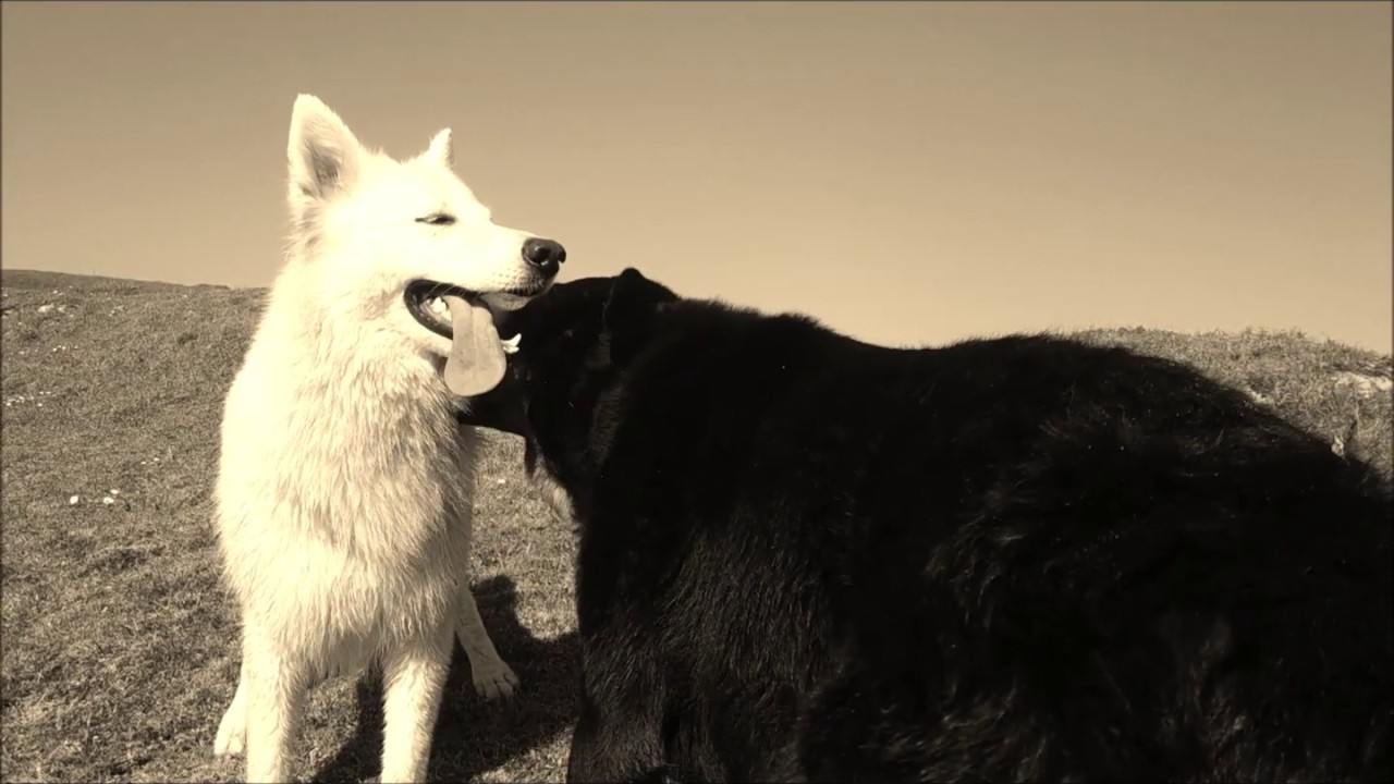 Communication Canine