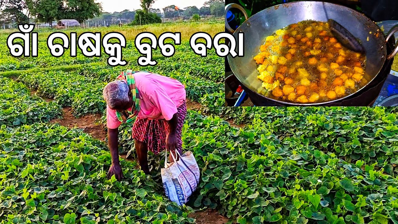 ଗାଁ ବର୍ଷା ଦିନିଆ ଚାଷକୁ ଛକ ବୁଟ ବରା l Gouranga Nayak Odia Vlogs l Village farming l Buta Bara food 🤪