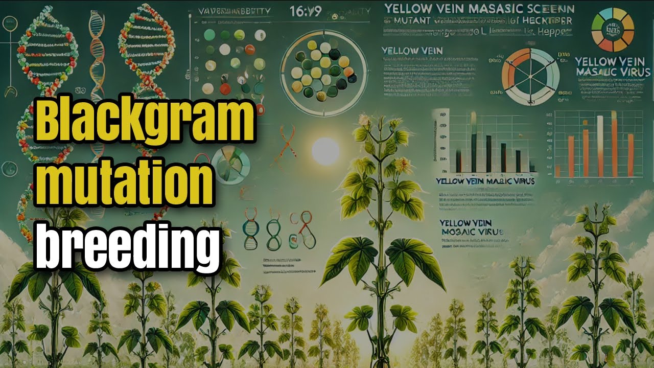 Studies on Genetic Variability and Screening of Yellow Vein Mosaic Virus (YVMV) Resistance