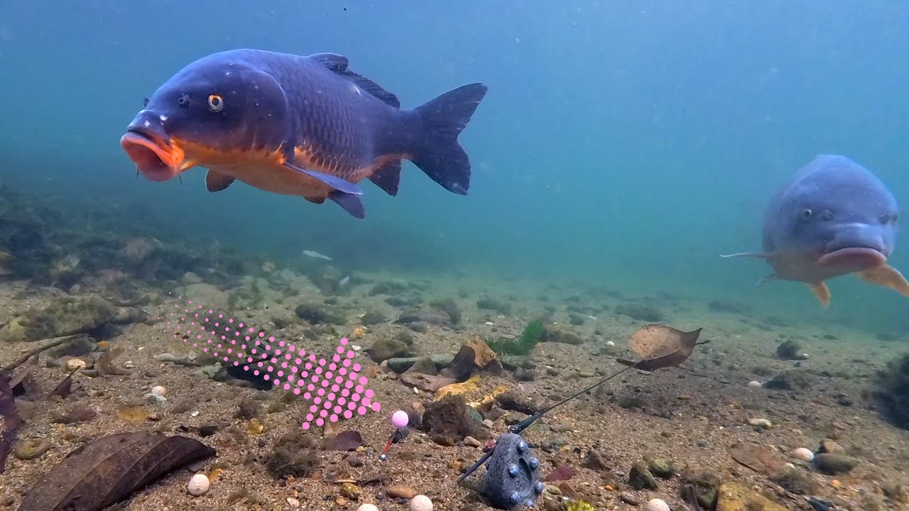 They Go Straight for the Pink Bait! Winter Carp Underwater