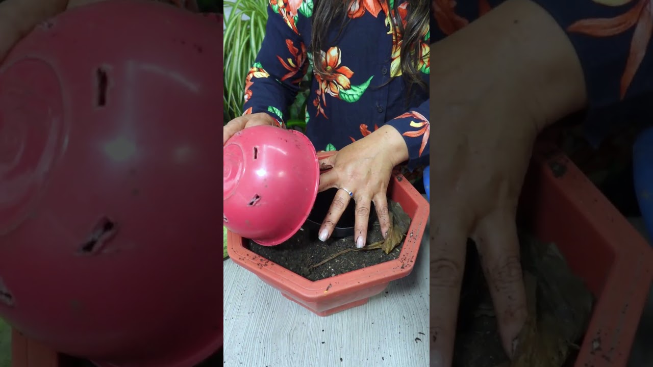 Truco para trasplantar tus plantas de manera correcta #plantas #jardin #flores