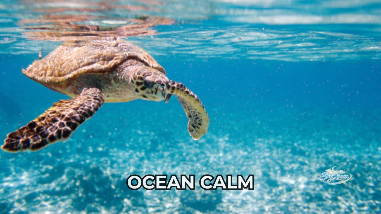30 Minutes of Relaxing Underwater World 🌊 | Calm Ocean Life for Stress Relief