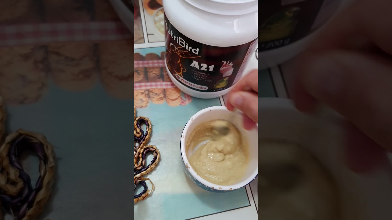 Preparazione della pappa per l'imbecco di un pappagallo.