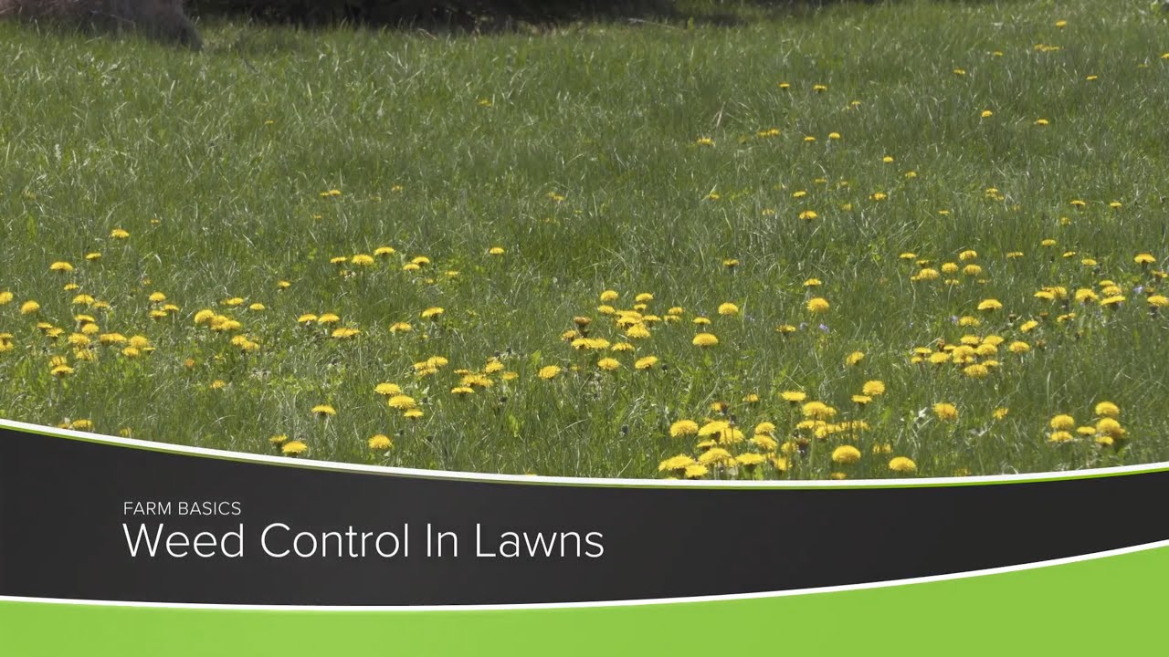 Weed Control in Lawns