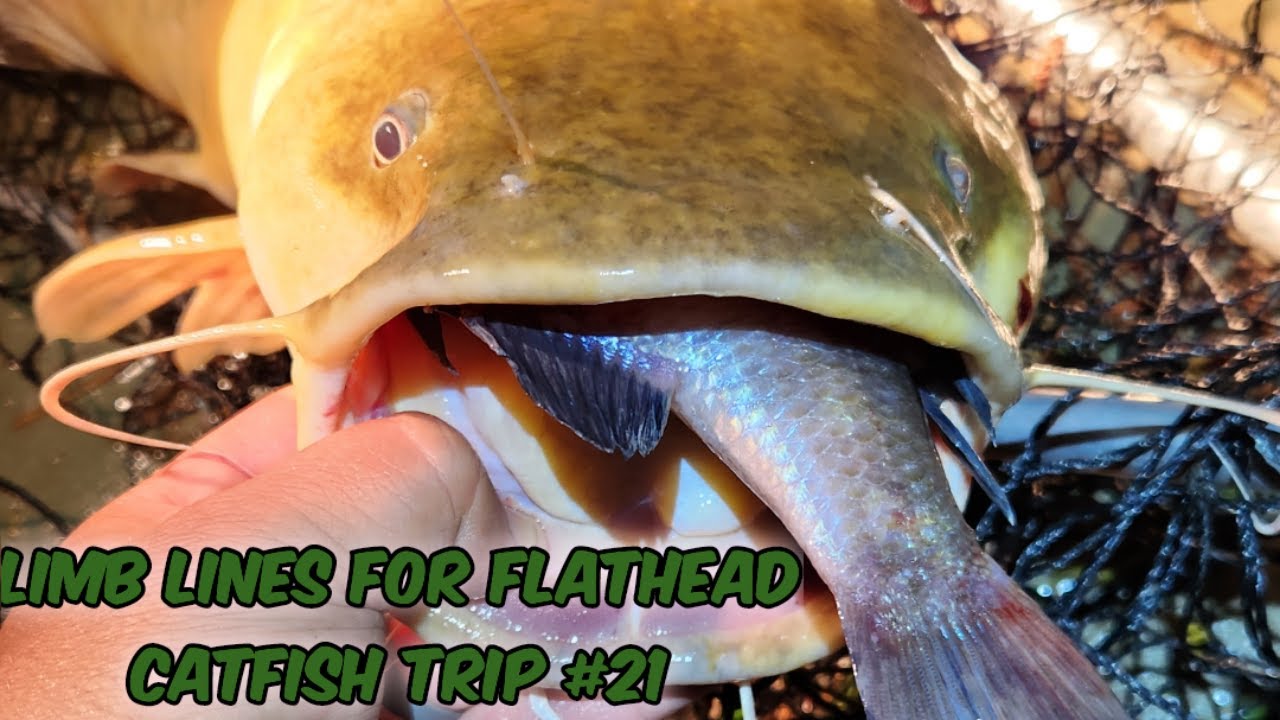 Limb Lines For Flathead Catfish On The Altamaha River Trip #21