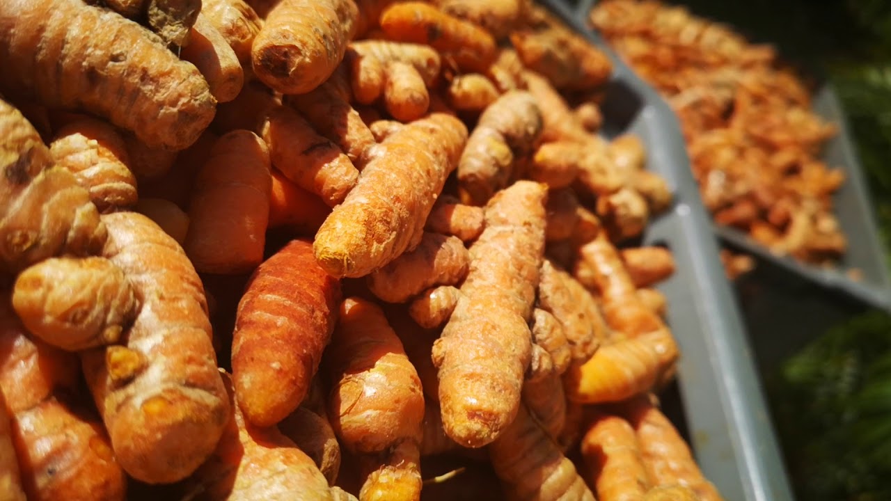 R&eacute;colte du curcuma en Guadeloupe