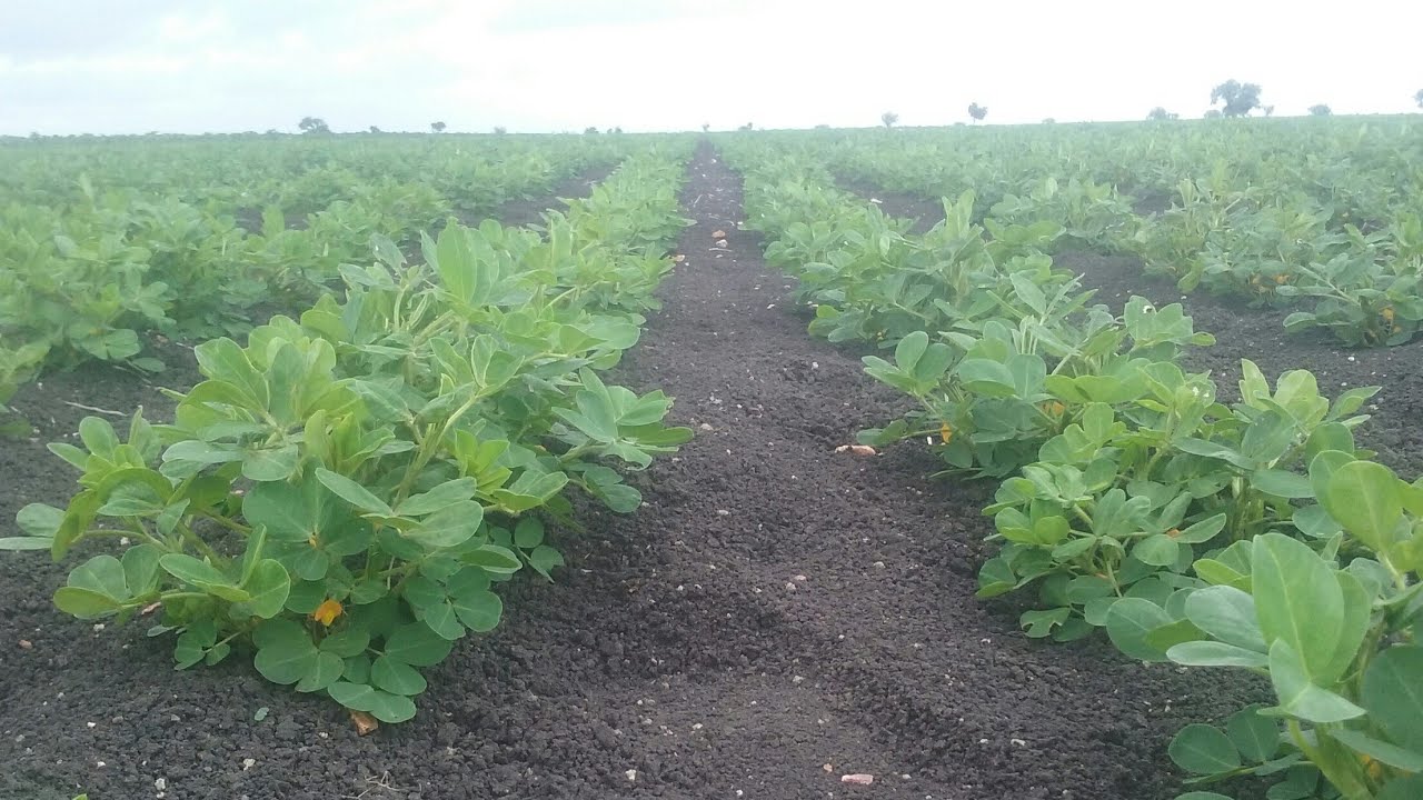 Groundnut cultivation in indian villaje