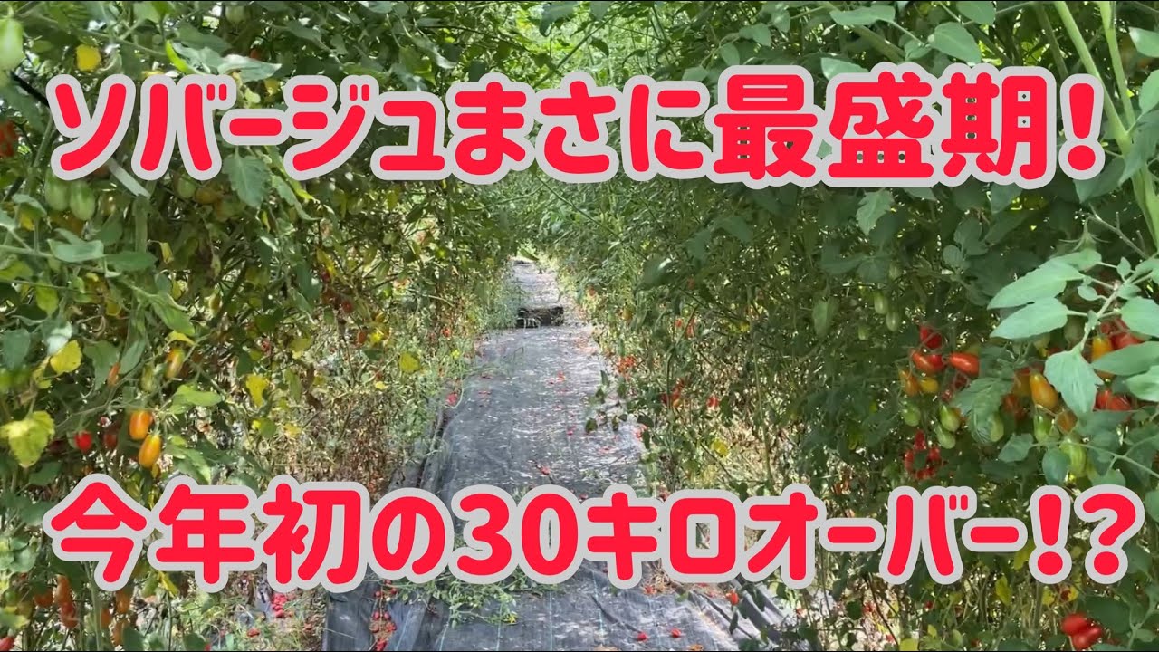 75本でこんなに収穫できるソバージュ栽培
