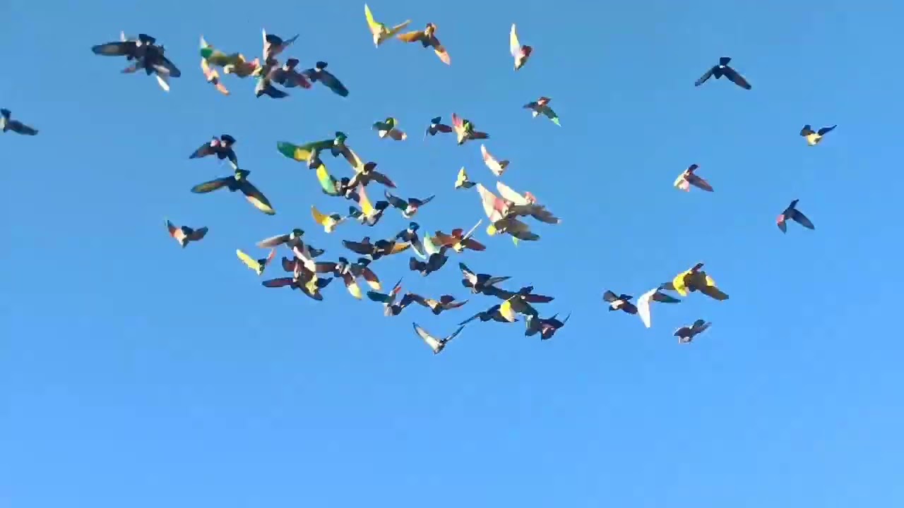 3°Prueba Del Campeonato Comarcal De Los Torraos 2026 🕊️ Acerada La 🐀 Electrica De Juanete 15-3-26.