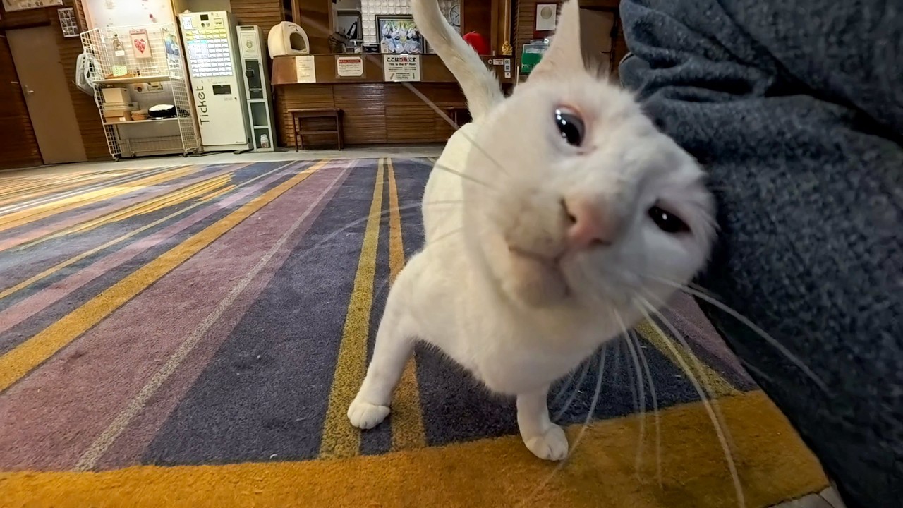 【猫ホテル】夜外出から帰ってきたら猫たちロビーで寛いでいました