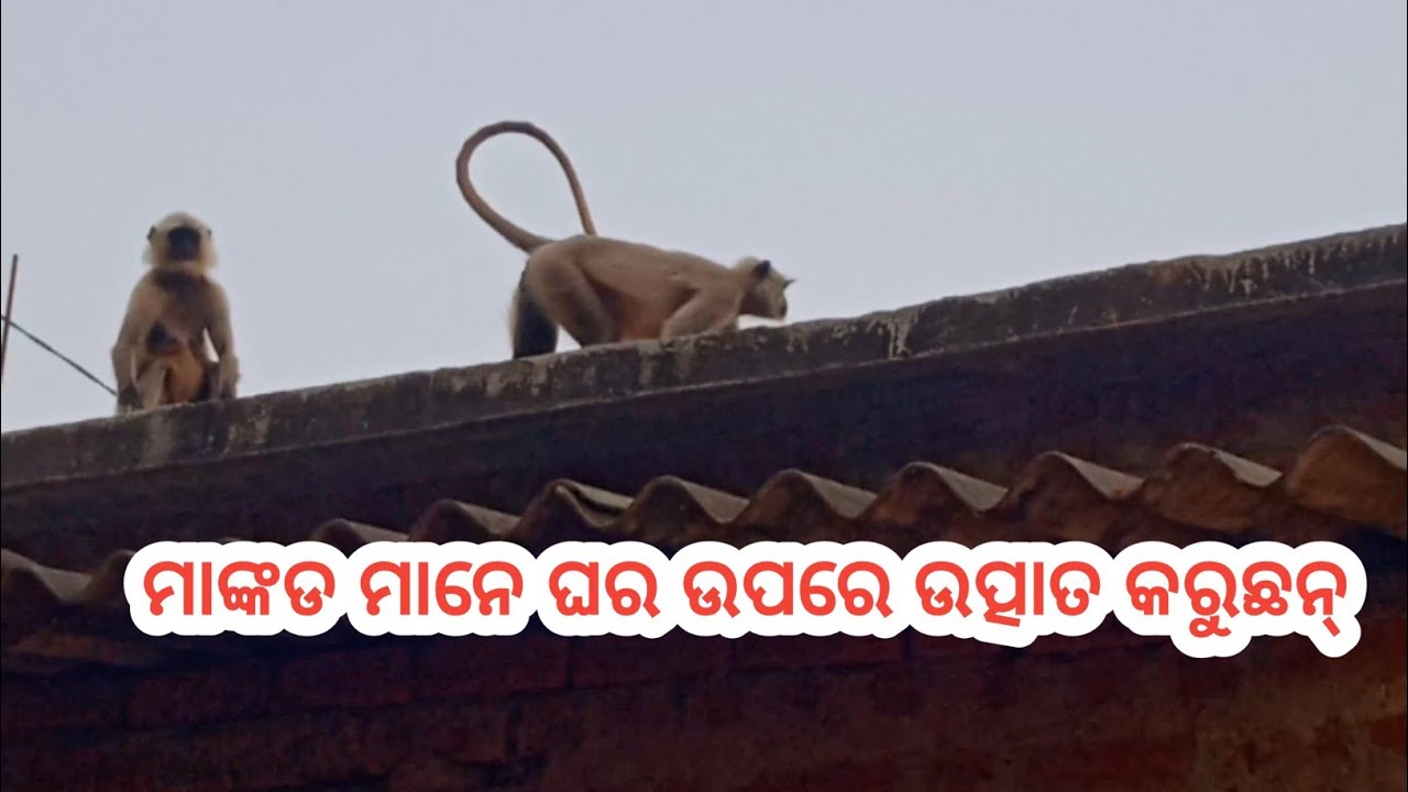 ମାଙ୍କଡମାନେ  ଘର ଉପରେ ଉତ୍ପାତ କରୁଛନ୍ / my vlogs 