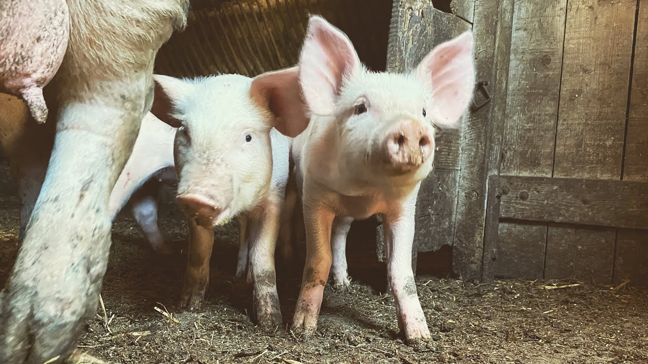 Évolution des porcelets |naissance à 2 mois| |Nicotine|