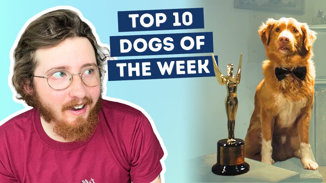 First Dog To Win A Major Acting Award