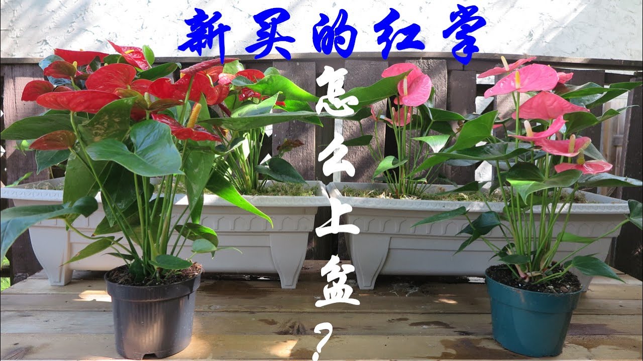 【水培花卉4】新买的红掌应该怎样换盆换土呢？
