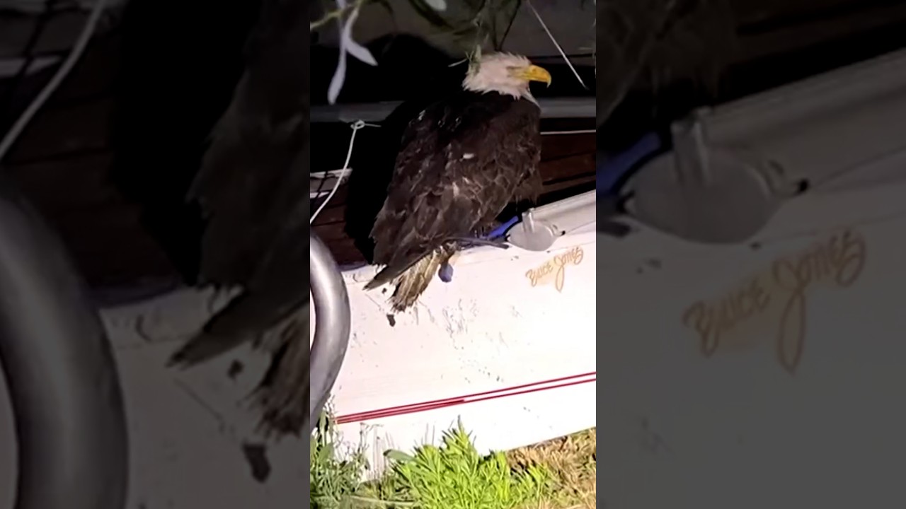 An injured Big Bear eagle believed to be Jackie is taken to a rehab facility