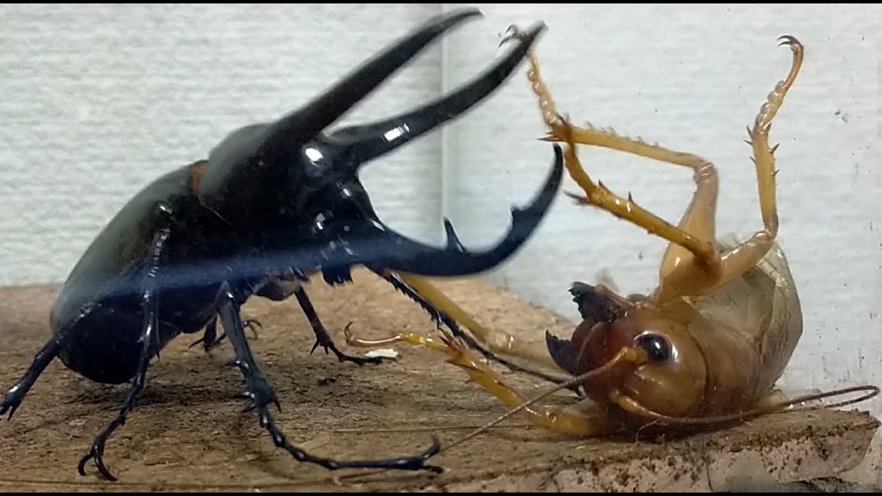 【ベストマッチ試合】コーカサスオオカブト１０８ｍｍVSリオック８０ｍｍ【異種格闘技】Caucasus beetle vs Sia ferox
