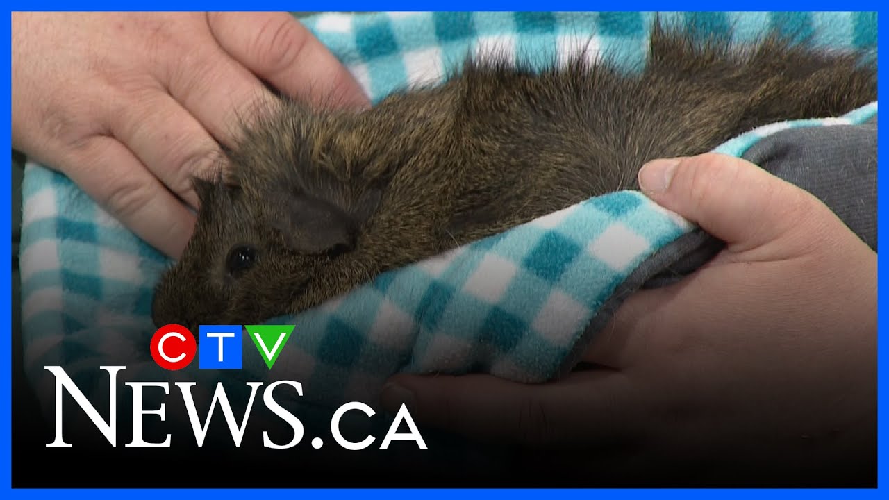 Small animals like rabbits and guinea pigs need foster homes in Alberta too