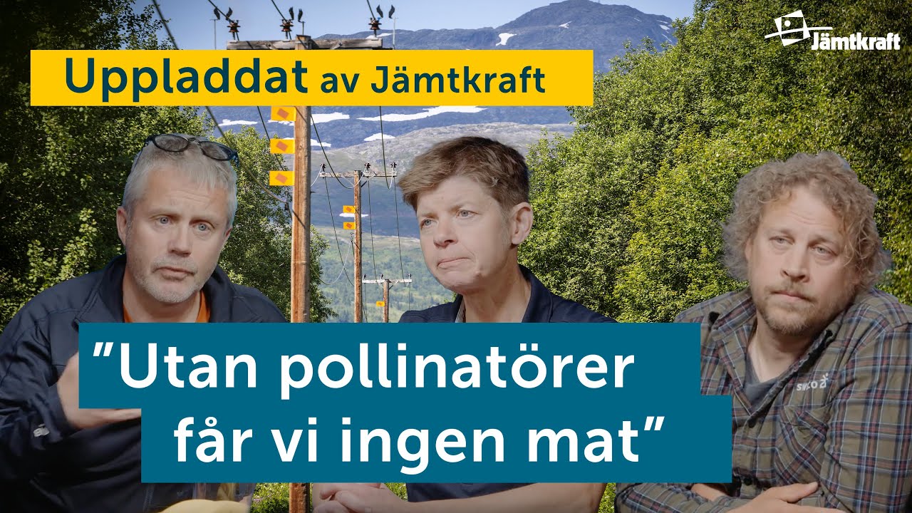 Kraftledningsgator gynnar pollinatörer | Biologisk mångfald | Uppladdat av Jämtkraft