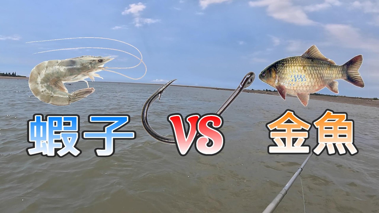 釣魚挑戰 鉤蝦子PK鉤金魚  誰最容易釣獲大黑鯛 你們覺得呢?
