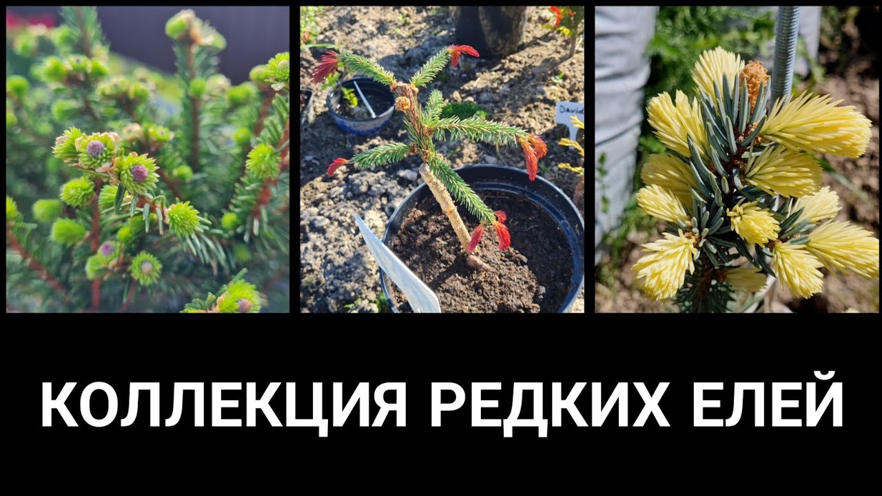 Ели. Полная коллекция. Май 2024