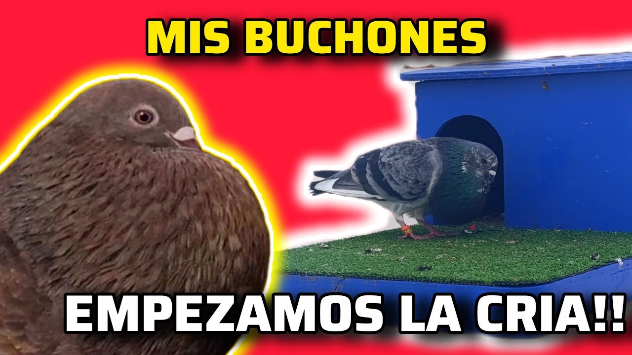 ¡EMPEZAMOS la CRIA! En el PALOMAR Sergio Garcia y ECHAMOS las NUEVAS colleras de CRIA 