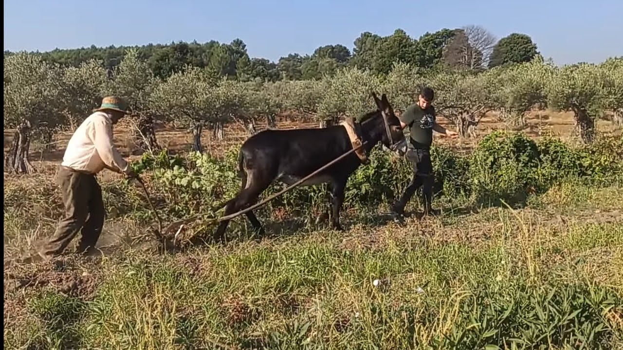 Ponemos el arado por primera vez a la burra + Se nota tensión con mi ABUELO y la Torera
