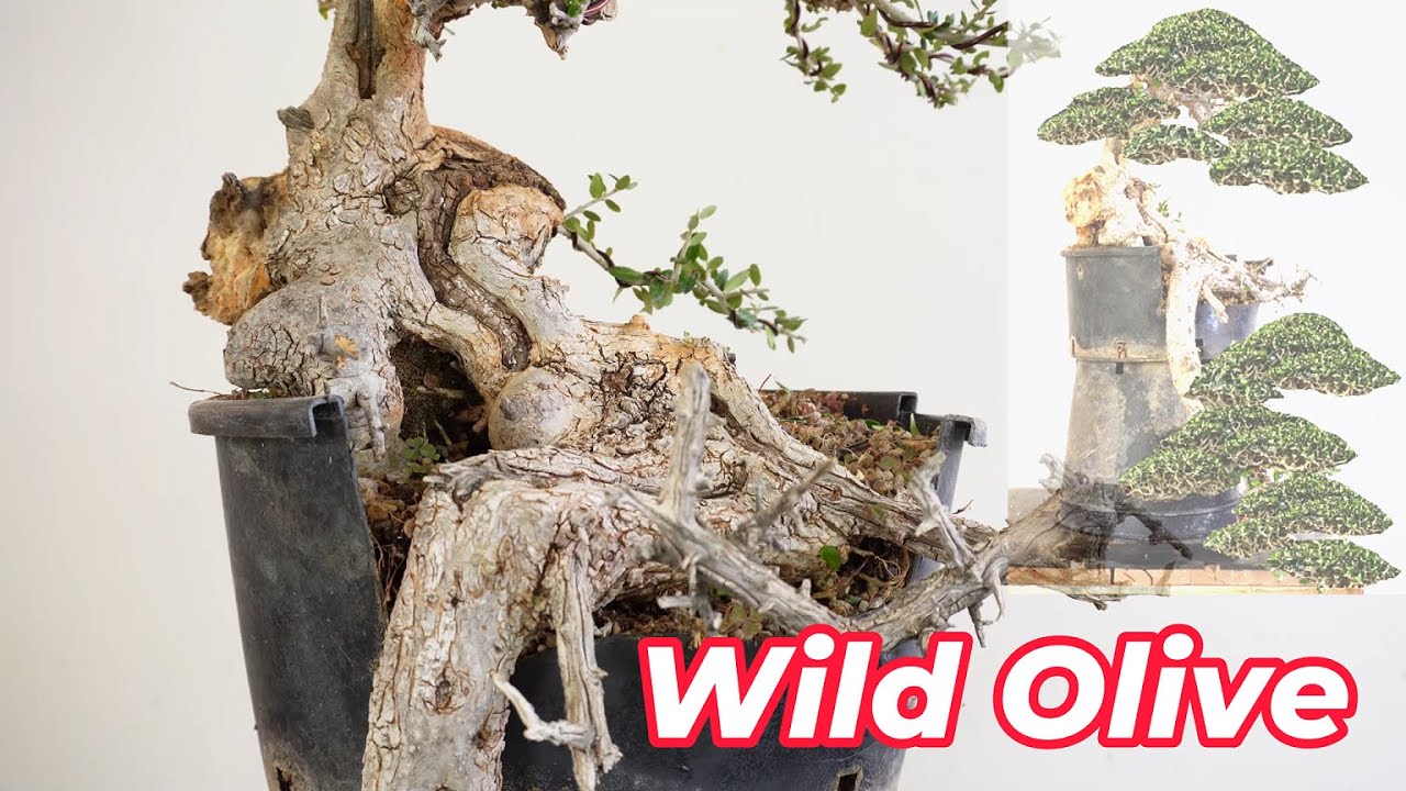 Wild olive becomes bonsai tree