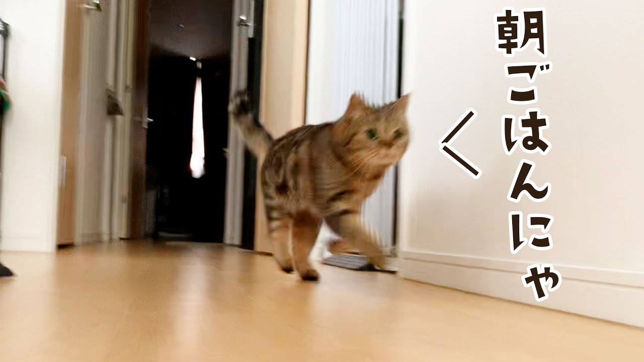 ダダダッ！朝一番の猛スプリントで駆け寄る猫がこちら笑 #797【生後2年と163日目 スコティッシュフォールド】