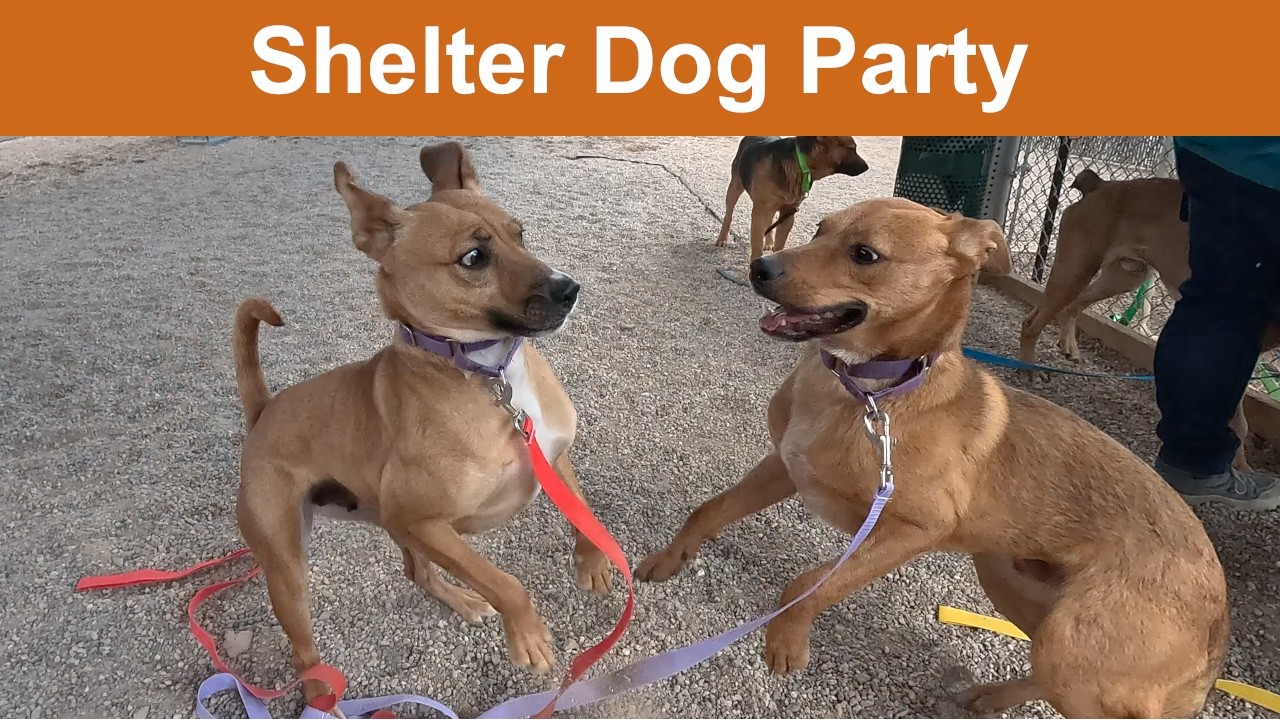 Dog TV Daycare #38