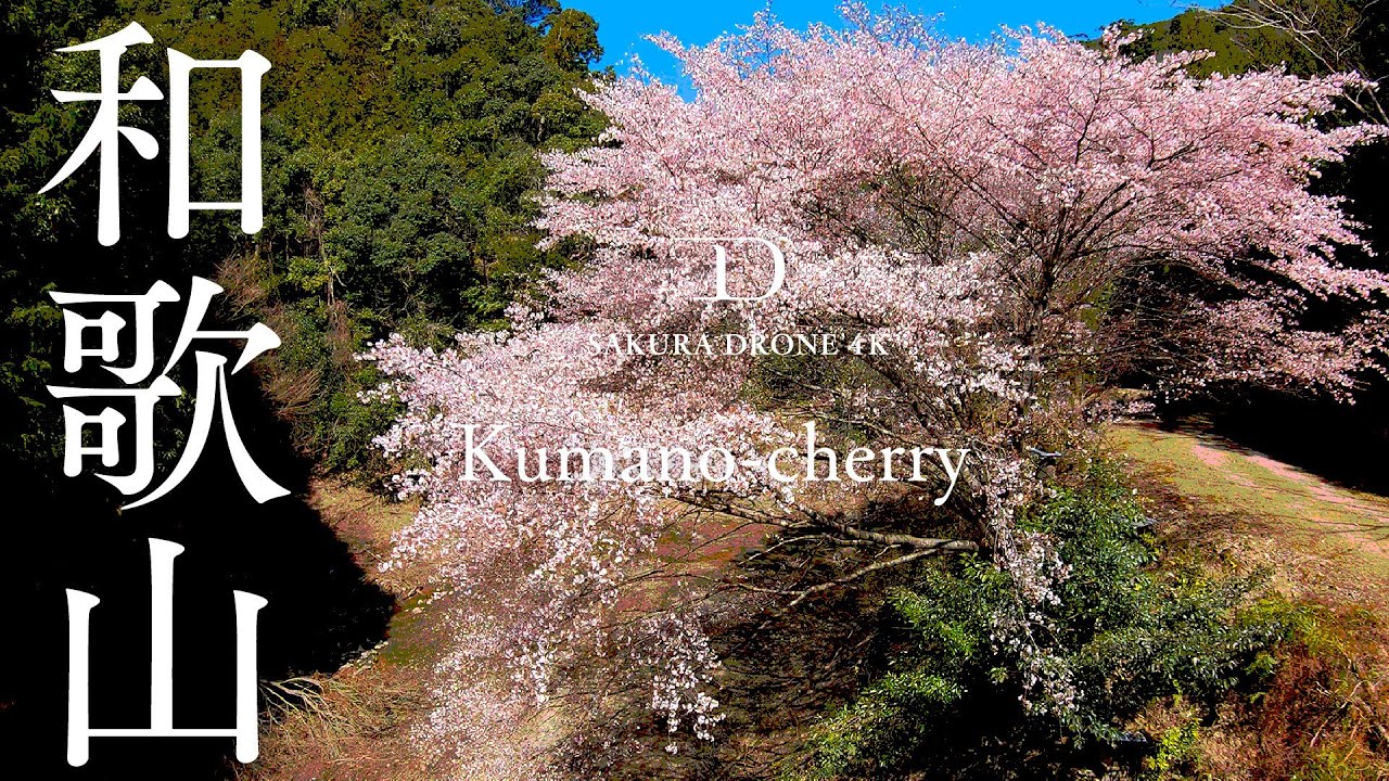 [桜ドローン撮影4K] 100年ぶりの新種「クマノザクラ」和歌山県古座川｜桜ドローンプロジェクト